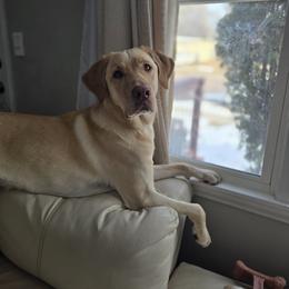 Chase - Yellow male Labrador Retriever puppy in Rapid City, South Dakota from LuLu Ridge Pups