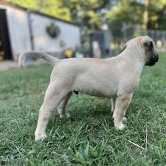 Perro de Presa Canario Puppies from Stephanie Ruiz