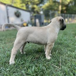 Perro de Presa Canario Puppies from Stephanie Ruiz