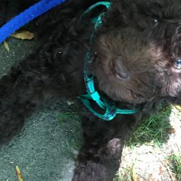 Australian Labradoodle Puppies from Chickadee Labradoodles