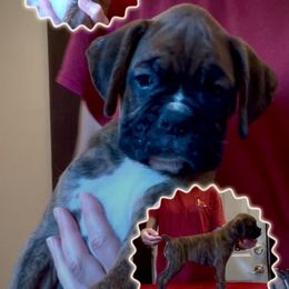 Tariff - Brindle male Boxer puppy in Hutchinson, Kansas from 4Ever Boxer’s