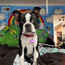 Gus - Boston Terrier