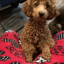 Poodle Puppies from Tiny Red Toy Poodles