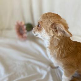 Kora - Chihuahua