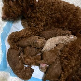 Goldendoodle Puppies from Maison De Pawz
