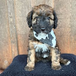 Cub - Red phantom male Aussiedoodle puppy in Eastland, Texas from H5 Mini Doodles