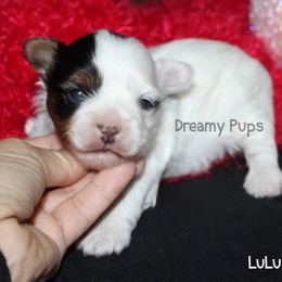 AKC LuLu - Parti female Yorkshire Terrier puppy in Kennesaw, Georgia from Dreamy Pups