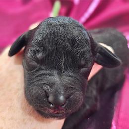 Munchkin - Blue male Bedlington Terrier puppy in Rincon, Georgia from Prismic Bedlington Terriers