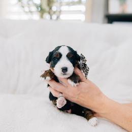 Tia - Tri-color female Bernedoodle puppy in Murray, Utah from Sun Valley Doodles