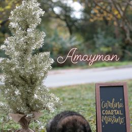 Neapolitan Mastiff and Tibetan Mastiff Puppies from Carolina Coastal Mastinos