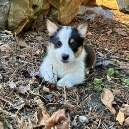 Pembroke Welsh Corgi Puppies from Trowbridge Corgis