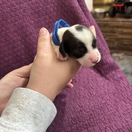 Archie - Piebald male Dachshund puppy in Clovis, New Mexico from ODell's Dachshunds