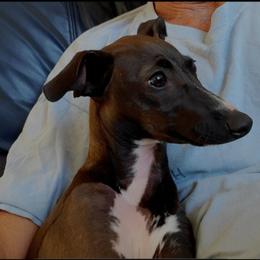 Stormy - Italian Greyhound