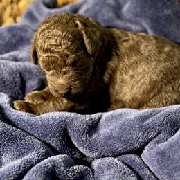 Love Nugget - Chocolate male Goldendoodle puppy in Mc Kinney, Texas from Flair Doodles