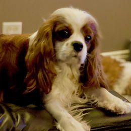 Cavalier King Charles Spaniel Puppies from Bella Fleur Cavaliers