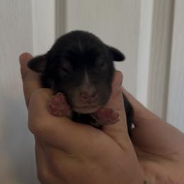 Bandit - Black tri male Miniature Australian Shepherd puppy in North Lakeport, California from Wild Rose Ranch