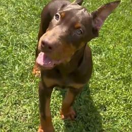 Diesel - Red and rust male Doberman Pinscher puppy in Centralia, Missouri from TopSpots Farm
