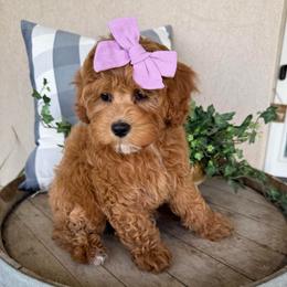 Max - Lavender - Red female Cavapoo puppy in South Jordan, Utah from Simply Sweet Paws. LLC
