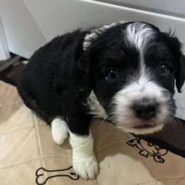 Aussiedoodle Puppies from Cornerstone Aussiedoodle Dogs