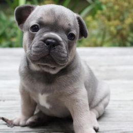 French Bulldog Puppies from North Coast Frenchies