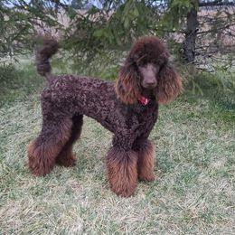 Ella - Poodle