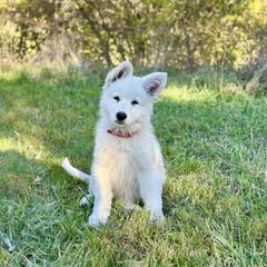 Abby - White male Berger Blanc Suisse puppy in West Alexandri, Ohio from Twisted Acres
