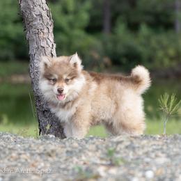 Pomsky Puppies from Foxfire Arctic Spitz