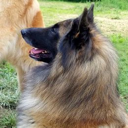 Belgian Tervuren from Bijou Luisant Belgian Tervuren