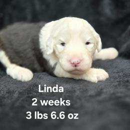 Linda - Gray and white female Old English Sheepdog puppy in Sutherlin, Oregon from Sapphire Eyes Sheepdogs