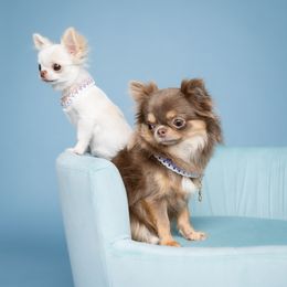 Chihuahua Puppies from Petits Chihuahuas