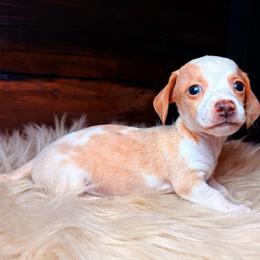 Rowan - Dapple male Dachshund puppy in Washburn, Tennessee from Clinch Mountain Dachshunds