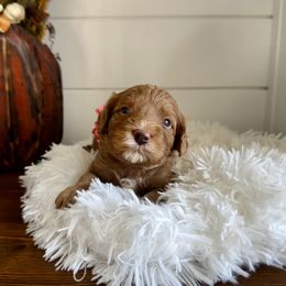Meredith ( Pink) - Red female Cavapoo puppy in West Haven, Utah from Harper Haven Cavapoos & Doodles