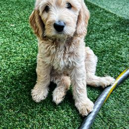 Goldendoodle Puppies from Lundee Doodles