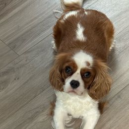 Bailey - Cavalier King Charles Spaniel