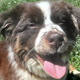 Miniature American Shepherds and Miniature Australian Shepherds from American Spirit MAS