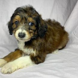 Girl 2 - Red female Aussiedoodle puppy in Alabama from SBA Aussies