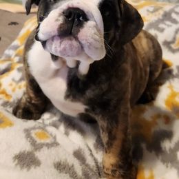 Bulldog Puppies from Mary Estabrook