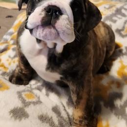 Bulldog Puppies from Mary Estabrook