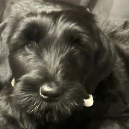 Black Russian Terriers and Cane Corso from Dem Stevens Egyptian Kennel