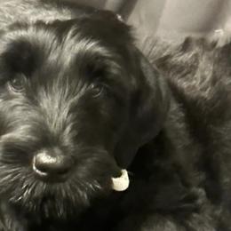 Black Russian Terriers and Cane Corso from Dem Stevens Egyptian Kennel