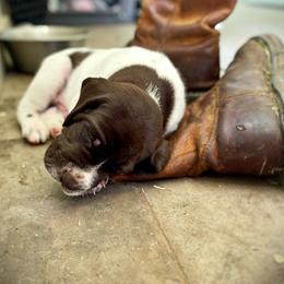 German Shorthaired Pointer Puppies from Thunder Mountain Gun Dogs