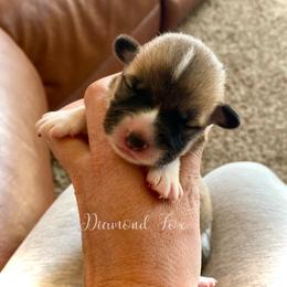 Athena - Red female Pembroke Welsh Corgi puppy in Weston, Idaho from Diamond Fox Corgis