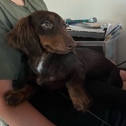 Hans - Dachshund