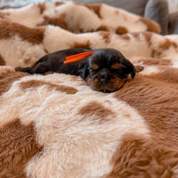 Chili - Black and tan male Cavalier King Charles Spaniel puppy in Mayo, Florida from Kingston’s Cavaliers