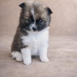 Ruby - Black and tan parti female Pomeranian puppy in Woodbury, Tennessee from Hollis Creek Farm