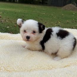 Jayden-Fluffy - White and black female Pembroke Welsh Corgi puppy in Stillwater, Oklahoma from Steele Family Farms