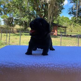 French Bulldog Puppies from Just Us Frenchies