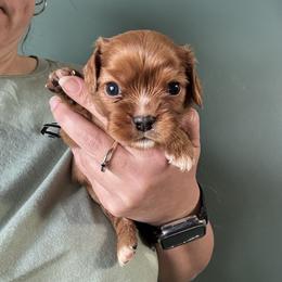 Ruby - Ruby male Cavalier King Charles Spaniel puppy in Greenleaf, Wisconsin from Ledgetop Family Cavaliers