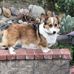 QUICHE - Pembroke Welsh Corgi