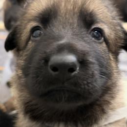 White Girl - Sable female German Shepherd puppy in Grantsville, Utah from Vom Haus Denfors K9 - Working German Shepherds
